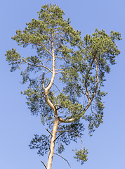 Image showing tree in blue sky