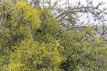 Image showing viscum overgrown trees