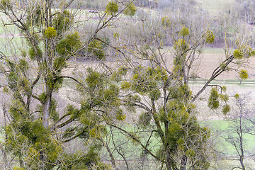 Image showing viscum overgrown trees