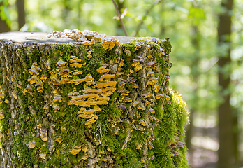 Image showing mushrooms on tree trunk