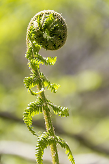 Image showing fern frond closeup