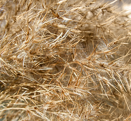 Image showing abstract dry plant detail