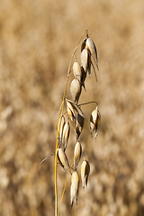 Image showing oat mature dry yellow