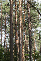 Image showing trunk pine