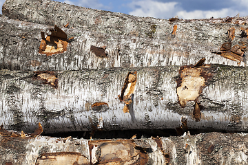 Image showing trunks of birch