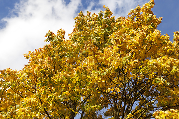 Image showing Yellow crone maple tree closeup