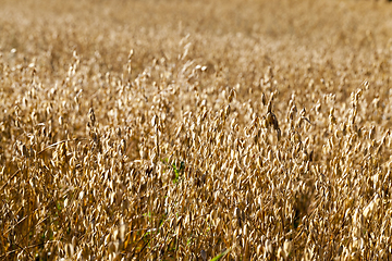 Image showing oat mature dry field