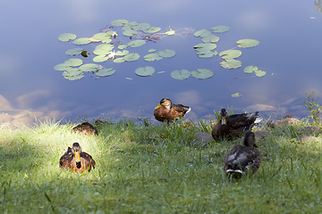 Image showing young duck