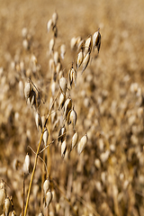 Image showing golden oats