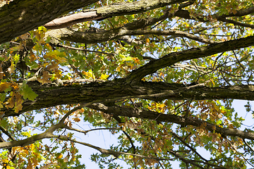 Image showing oak foliage