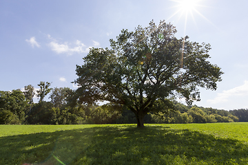 Image showing oak with a wide crown