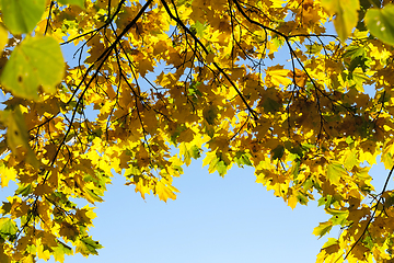 Image showing yellowed maple trees
