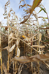 Image showing Ripe corn in the field