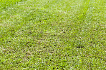 Image showing mow grass lawn