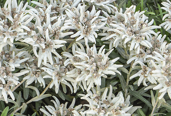 Image showing dense Edelweiss vegetation