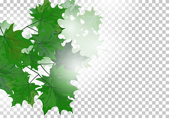 Image showing Maple leaves