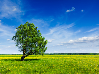 Image showing Spring summer green field scenery lanscape with single tree