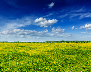 Image showing Spring summer background - blooming field meadow