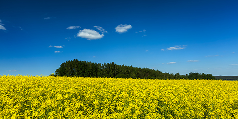 Image showing Spring summer background - rape field with blue sky