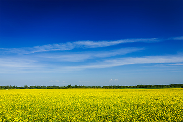 Image showing Spring summer background - rape field with blue sky