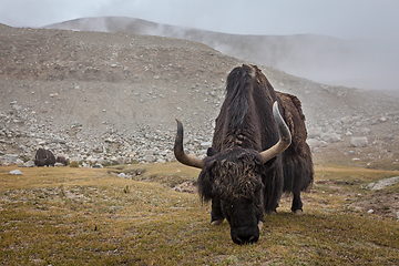 Image showing Yak grazing in Himalayas