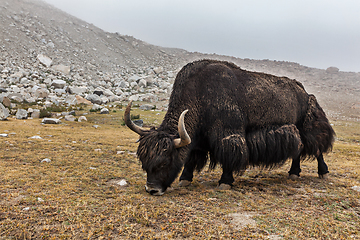 Image showing Yak grazing in Himalayas