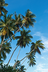 Image showing Palms in sky