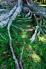 Image showing Tree roots