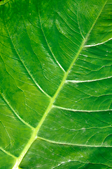 Image showing Green leaf