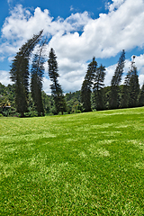 Image showing Crooked Cook Pines (Araucaria columnaris)