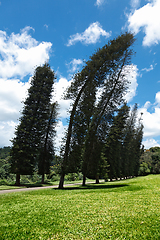 Image showing Crooked Cook Pines (Araucaria columnaris)