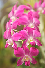 Image showing Pink orchid