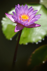 Image showing Purple lotus