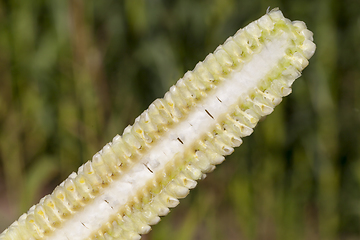 Image showing corn cob cut along