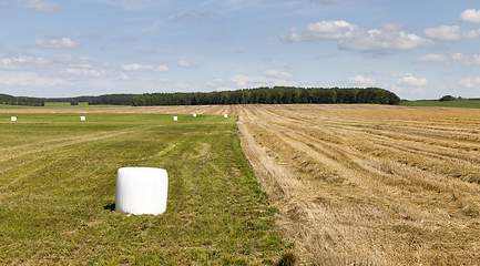 Image showing straw grass roll