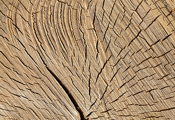 Image showing cracked birch trunk