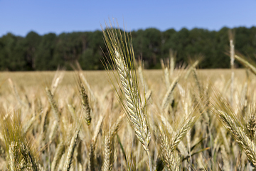 Image showing spikelets of wheat