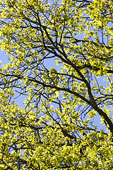 Image showing clean oak foliage