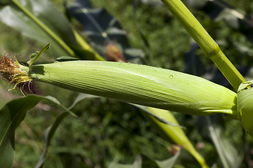 Image showing drops of dew