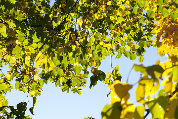 Image showing yellowed foliage of a linden