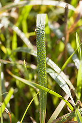 Image showing green grass