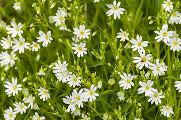 Image showing forest flowers closeup