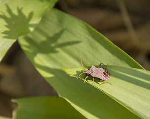 Image showing shield bug on ramsons leaf