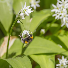 Image showing bumblebee on ramsons flower