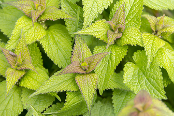 Image showing flourish leaves closeup