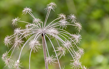 Image showing sere flower head closeup