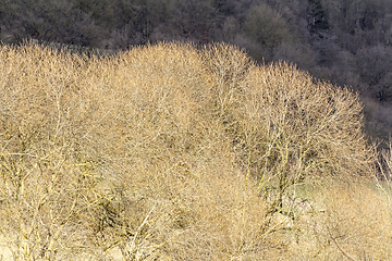 Image showing abstract tree background