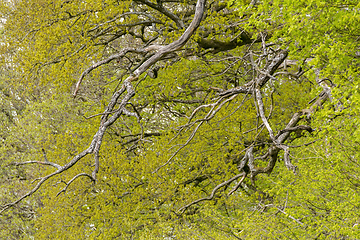 Image showing treetop background