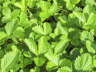 Image showing sunny strawberry leaves