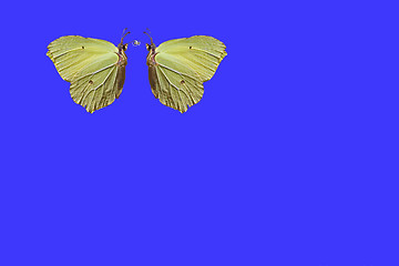 Image showing brimstone butterflies